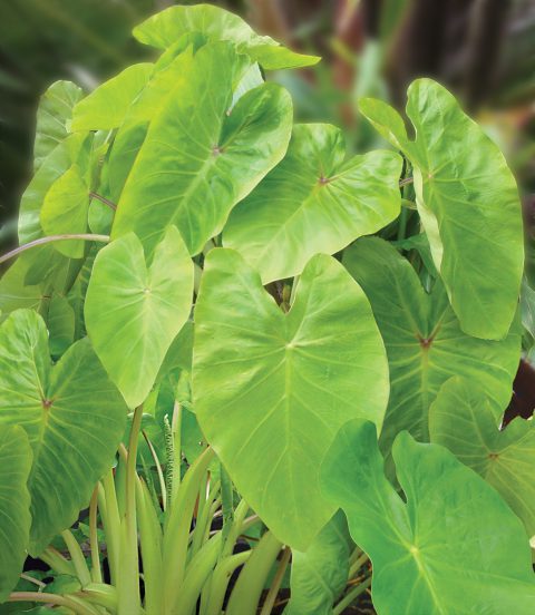 Colocasia Royal Hawaiian Maui Gold-003