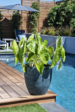 Colocasia Royal Hawaiian Maui Gold-301