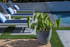 Colocasia Royal Hawaiian Maui Gold-303