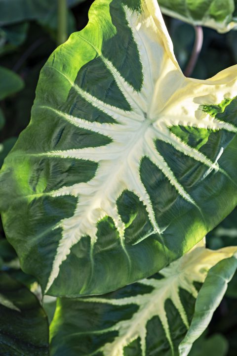 Colocasia Royal Hawaiian White Lava-005
