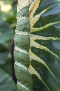 Colocasia Royal Hawaiian White Lava-006