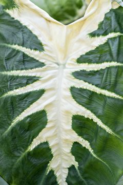 Colocasia Royal Hawaiian White Lava-008