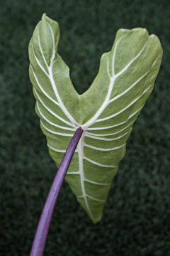 Colocasia Royal Hawaiian White Lava-009