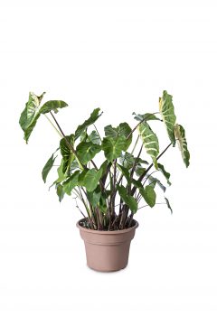 Colocasia Royal Hawaiian White Lava-101