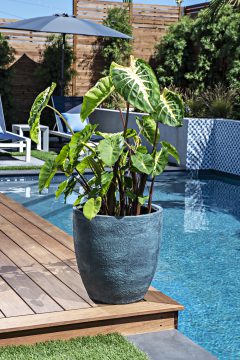 Colocasia Royal Hawaiian White Lava-301