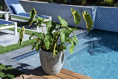 Colocasia Royal Hawaiian White Lava-303