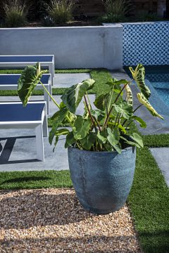Colocasia Royal Hawaiian White Lava-304