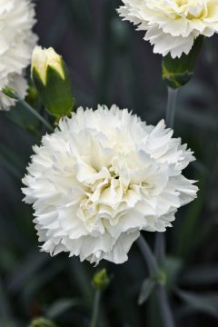 Dianthus Scent First Memories 001 2