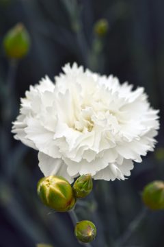 Dianthus Scent First Memories 003 2