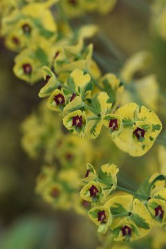 Euphorbia Ascot Rainbow-015