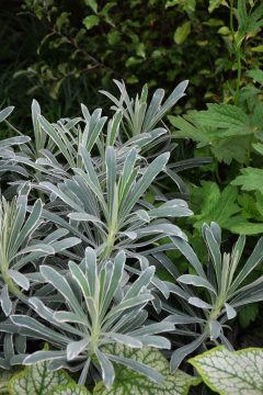 Euphorbia Glacier Blue-005