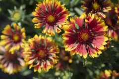 Gaillardia Sunset Cutie-001 2
