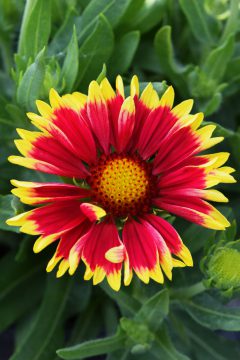 Gaillardia Sunset Cutie-001