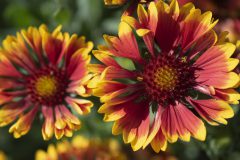 Gaillardia Sunset Cutie-002 2