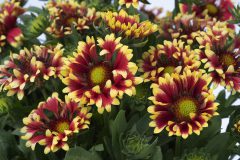 Gaillardia Sunset Cutie-003 2