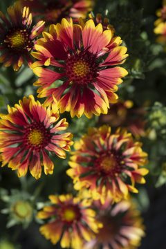 Gaillardia Sunset Cutie-004 2