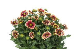 Gaillardia Sunset Cutie-103