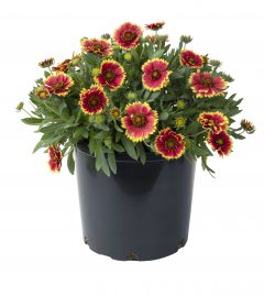 Gaillardia Sunset Cutie_Z6S5903