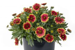 Gaillardia Sunset Cutie_Z6S5904