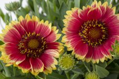 Gaillardia Sunset Cutie_Z6S5908