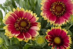 Gaillardia Sunset Cutie_Z6S5911