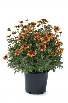 Gaillardia Sunset Flash-102