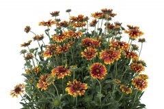 Gaillardia Sunset Flash-105