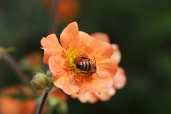 Geum Totally Tangerine-012