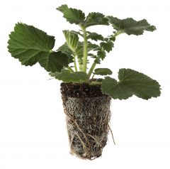 Geum Totally Tangerine Liner_Z 6_5810496-5822700_447