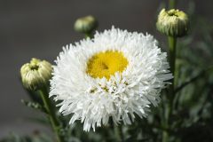 Leucanthemum Medium Collection Real Galaxy 001