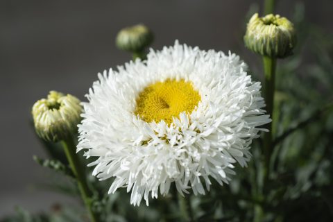 Leucanthemum Medium Collection Real Galaxy 001