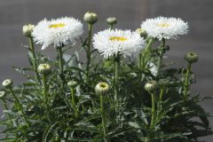 Leucanthemum Medium Collection Real Galaxy 002