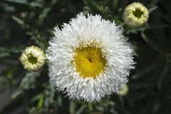 Leucanthemum Medium Collection Real Galaxy 003