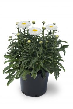 Leucanthemum Medium Collection Real Galaxy 101
