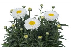 Leucanthemum Medium Collection Real Galaxy 102