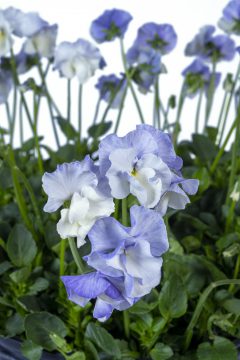 Viola Magnifiscent Delft Blue_Z6S0373