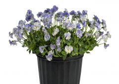 Viola Magnifiscent Delft Blue_Z6S1045