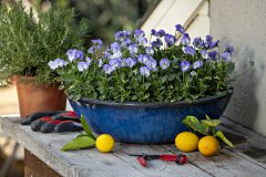 Viola Magnifiscent Delft Blue_Z6S8006