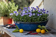 Viola Magnifiscent Delft Blue_Z6S8015