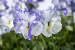 Viola Magnifiscent Delft Blue_Z6S8107
