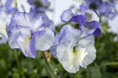 Viola Magnifiscent Delft Blue_Z6S8109