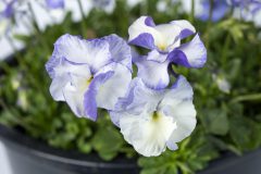 Viola Magnifiscent Delft Blue_Z6S8110