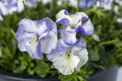 Viola Magnifiscent Delft Blue_Z6S8113