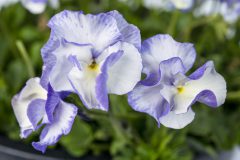 Viola Magnifiscent Delft Blue_Z6S8118