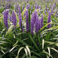 Liriope Purple Explosion-001