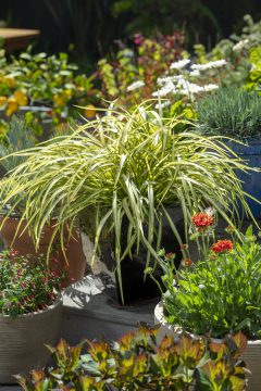 Phormium Blondie_Z6S7974