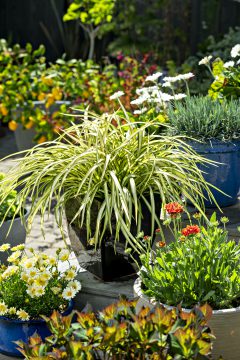 Phormium Blondie_Z6S7993