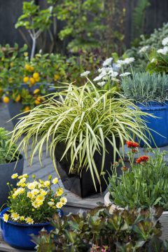 Phormium Blondie_Z6S8081