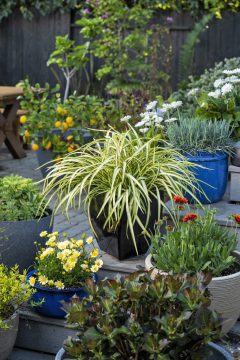 Phormium Blondie_Z6S8087