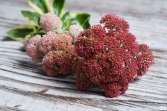 Sedum Elsie's Gold-005